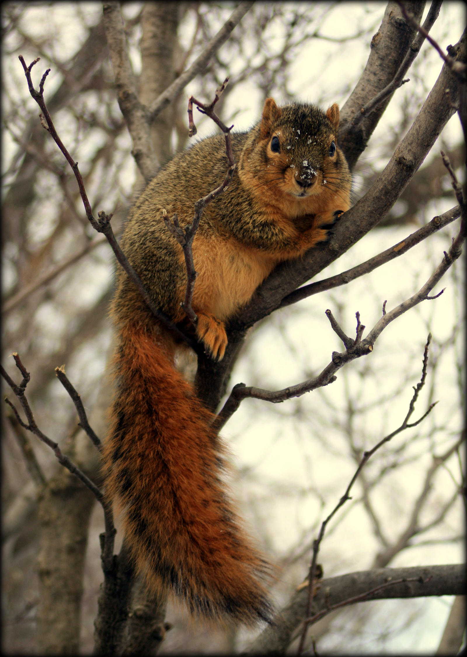 Squirrel