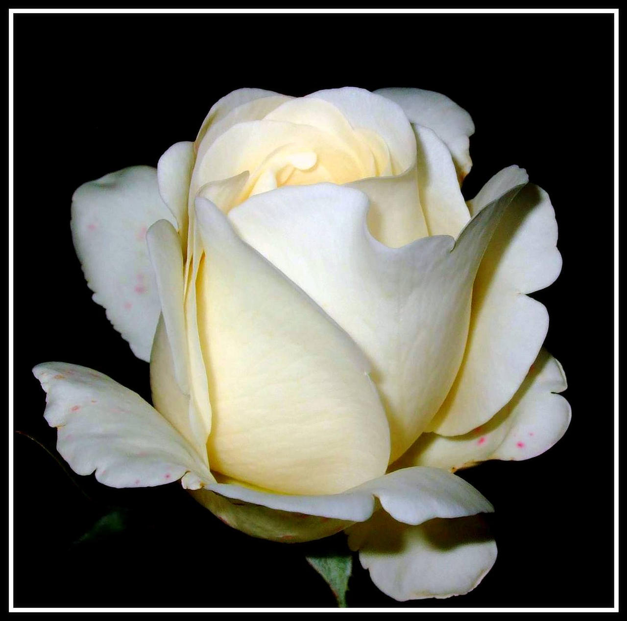 White Rose