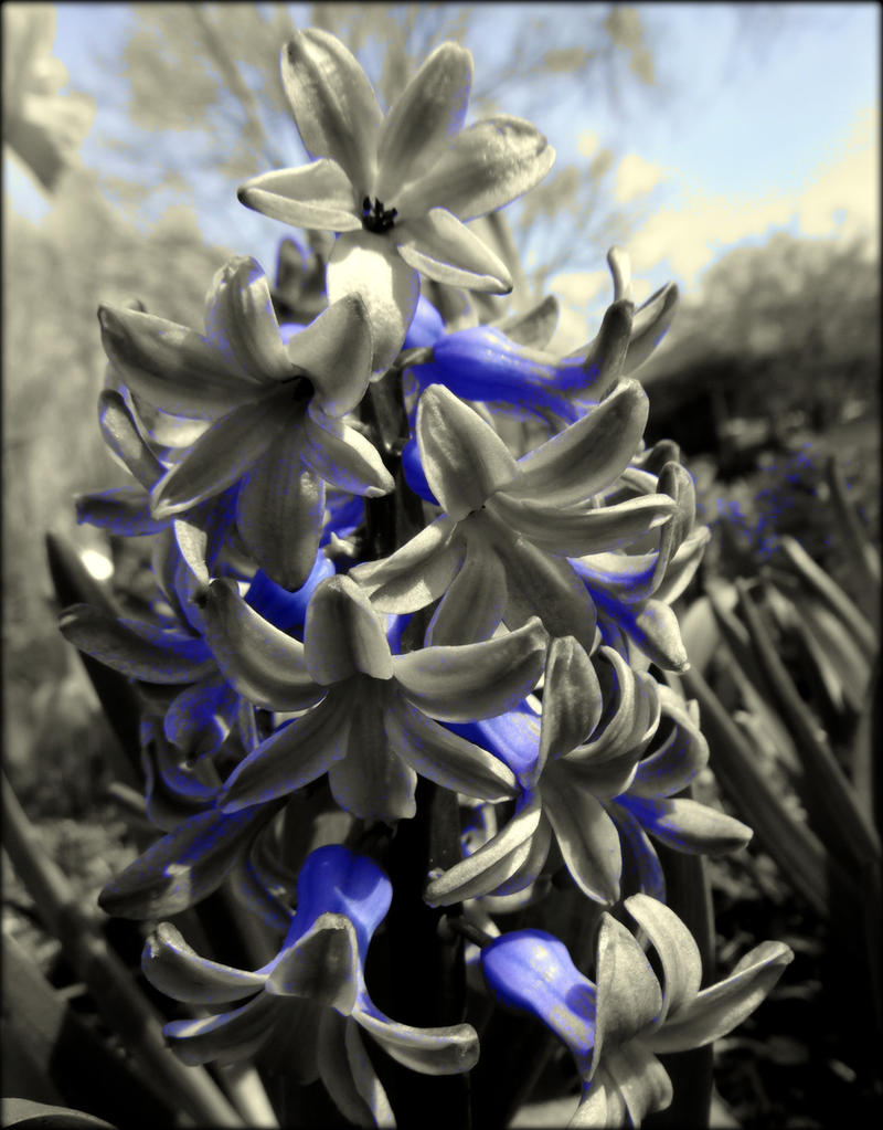 Hyacinth One Selective Color