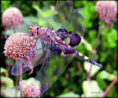 Dragonfly Grounded