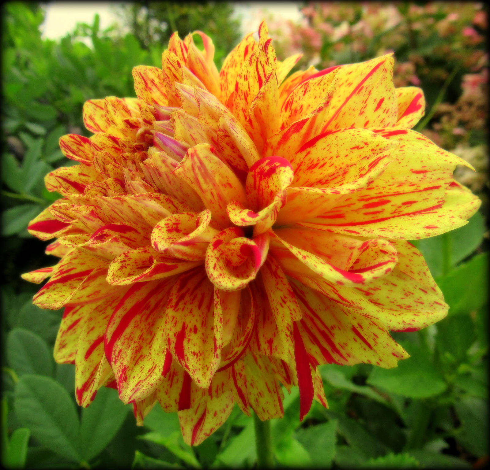 Fluffy Orange Flower