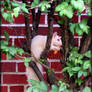 Albino Squirrel