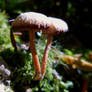 Tiny Fungus