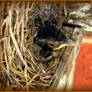 Tiny Red Robin in Nest