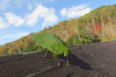 For My Bug Lovers