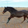 Running Horse