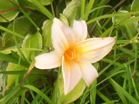 Yellow Daylilly