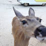 Deer Sniffing my Phone