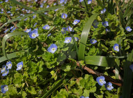 Blue Speedwell