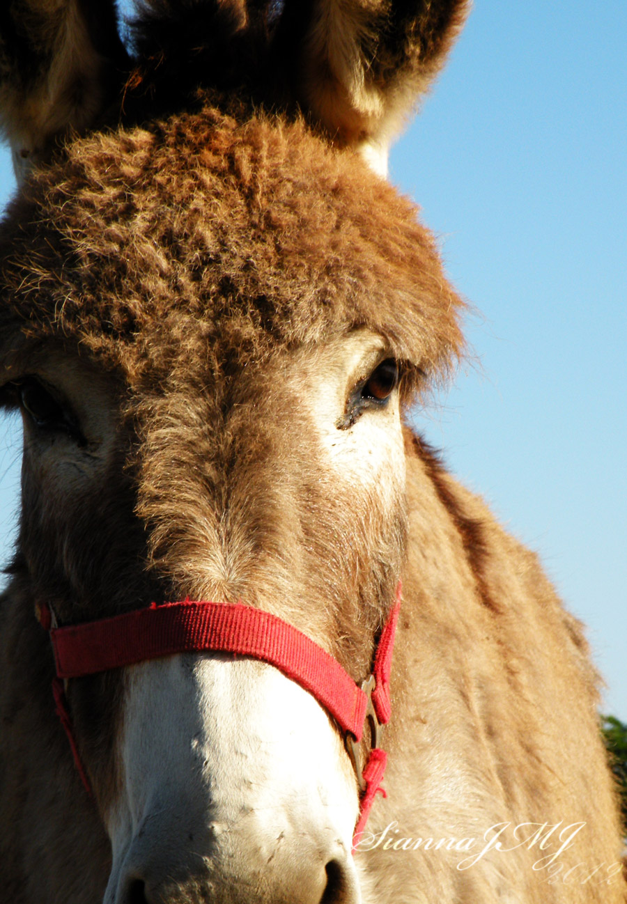 Alert Donkey