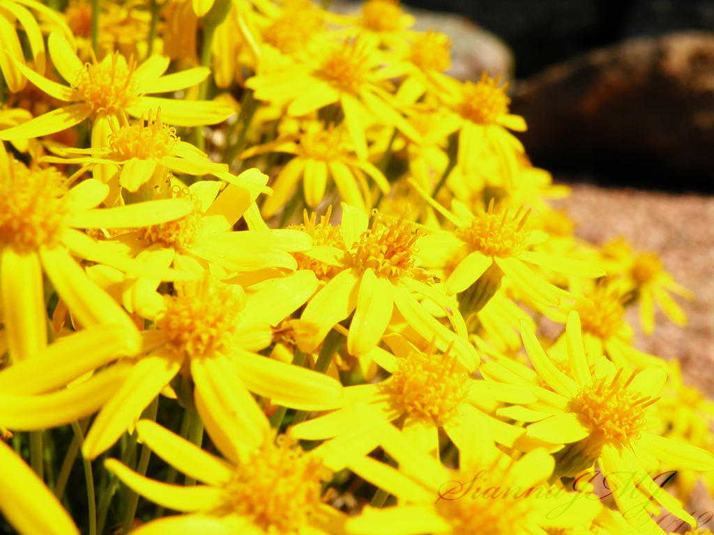 Bright Yellow Flowers