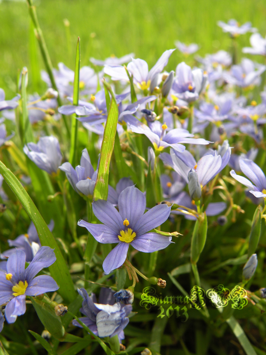 Blue Patch of Flowers