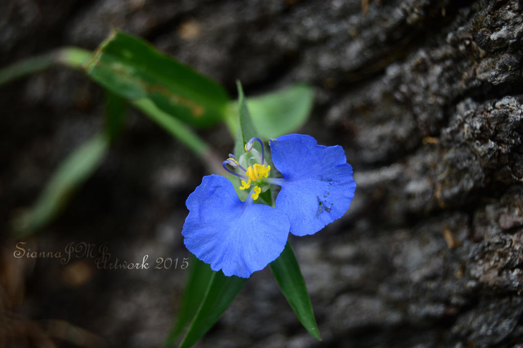 A Blue Flower