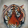 TIGER Painting Oil Pastels