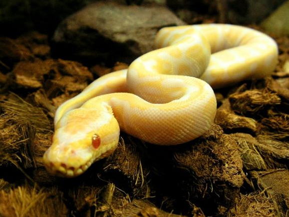 Albino Ball Python Youth