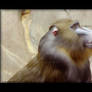 Mandrill Smiles