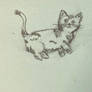 Kitten