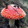 Dotty Umbrella