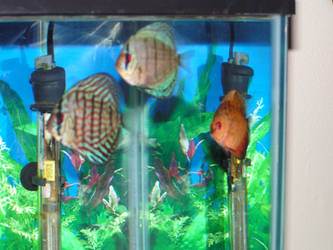 Discus Fish