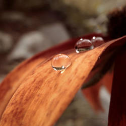 Autumn drops