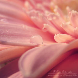 Thirsty for spring by xxida Thirsty for spring by xxida