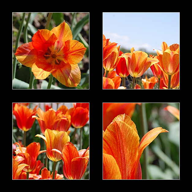 Orange Tulips