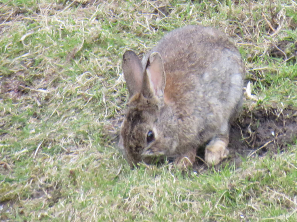 Rabbit by Heritage-Of-Hazel on DeviantArt