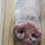 Pig nose through fence