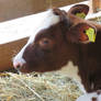 Dark Brown Calf