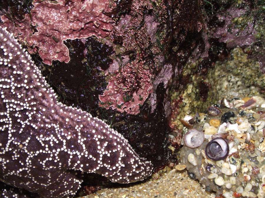 Tide Pool Rats tide pools by mausbot on DeviantArt