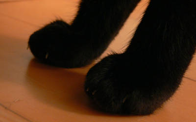 Cat's Paws