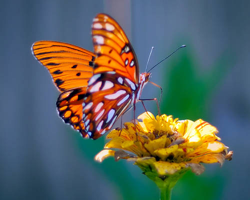 Butterfly with Late Afternoon Sun