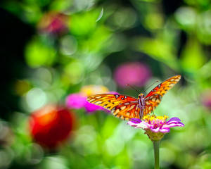 Butterfly in the Morning