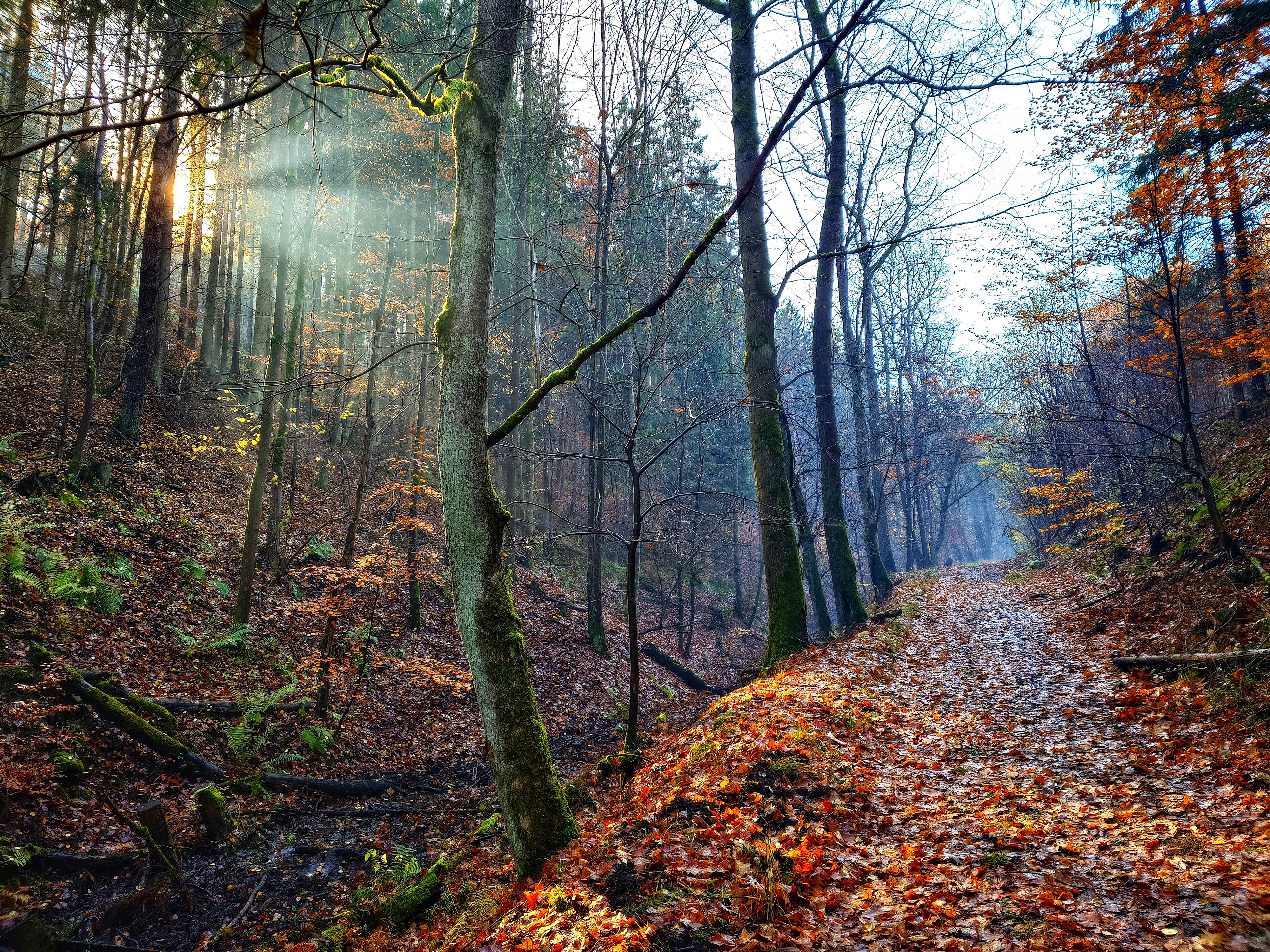 Mushers Path The Hunter's Path by ShadeStephen on DeviantArt