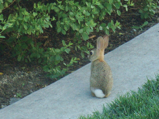 BABY BUNNY