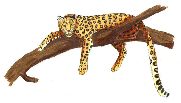 Leopard