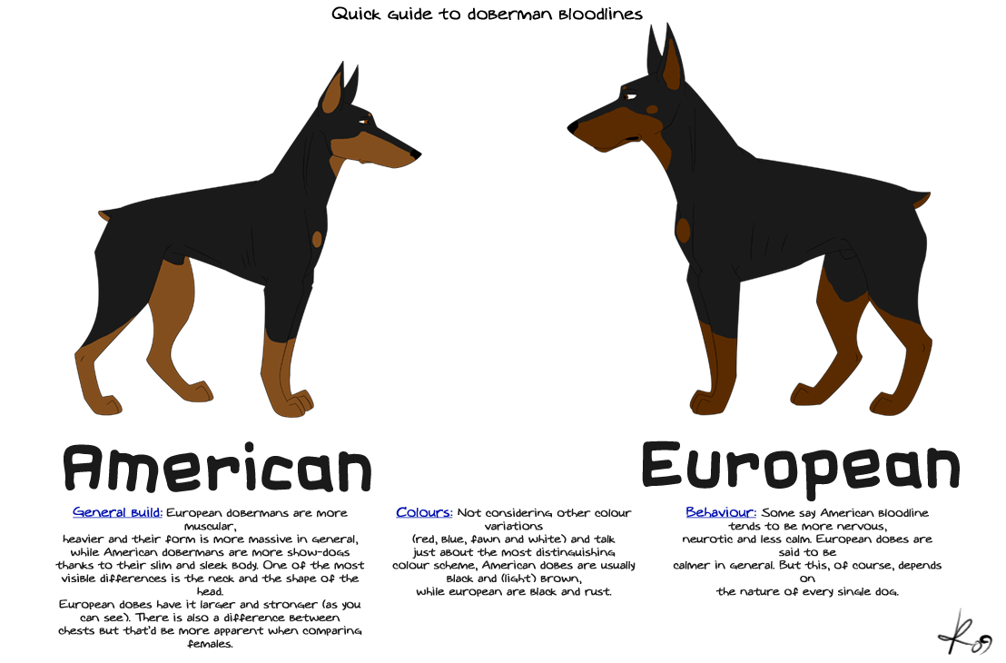 Doberman size online