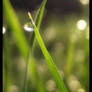 Dewdrop