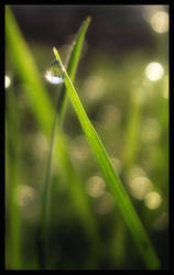 Dewdrop