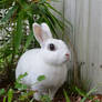 Dwarf Hotot