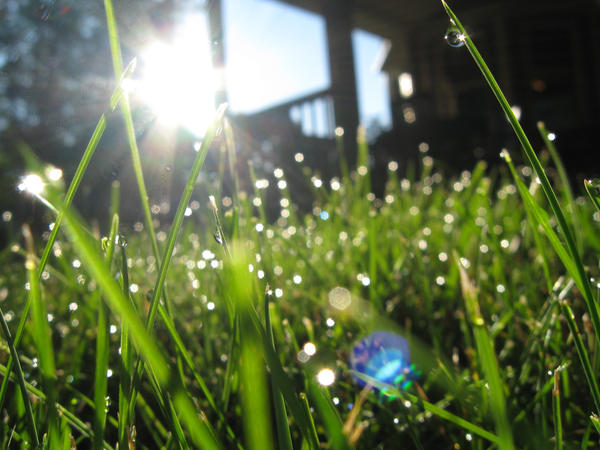 Backyard Dew