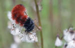 Wooly Bear by ArpeggioAngel