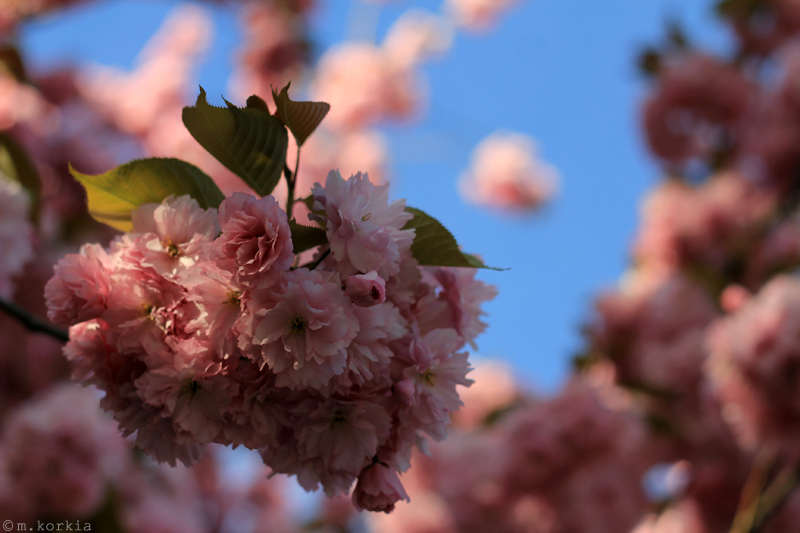 In the Pink Midst