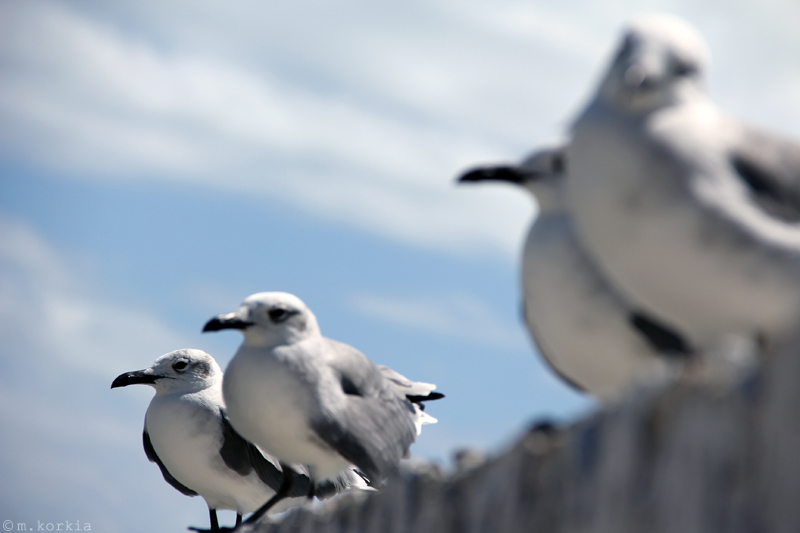 Onlookers