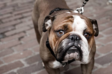 Boston Bulldog