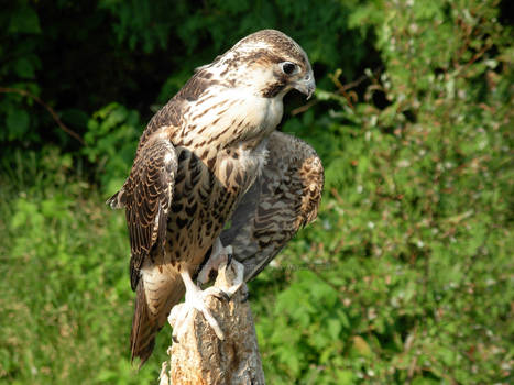 St-Felicien Zoo