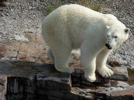 St-Felicien Zoo 4