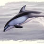 Pacific White-Sided Dolphin