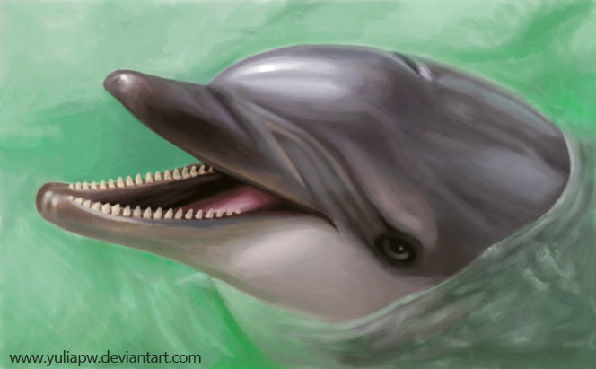 Dolphin: Tursiops truncatus