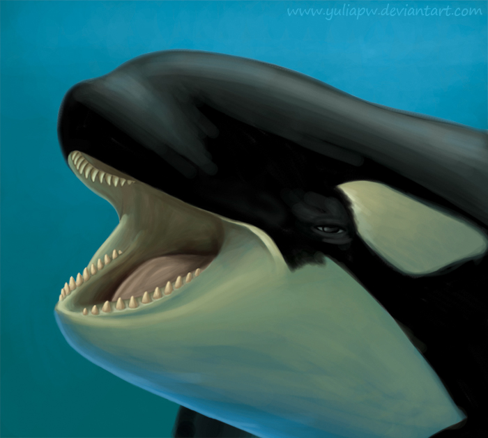 Orca under water